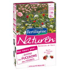 Flores para limitar os pulges nas roseiras